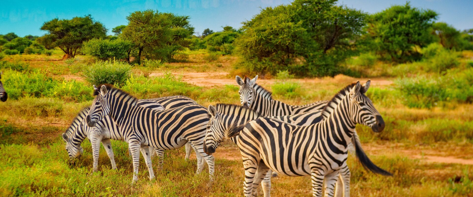 Južna Afrika – Cape Town i safari po Vašoj mjeri